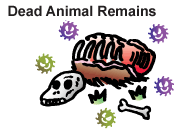 Dead Animal Remains